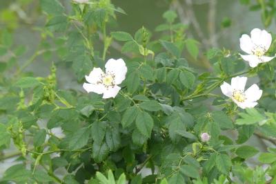 <i>Rosa canina</i>