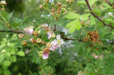 <i>Crataegus monogyna</i>
