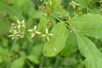 <i>Euonymus europaeus</i>