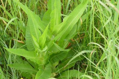 <i>Dipsacus fullonum</i>