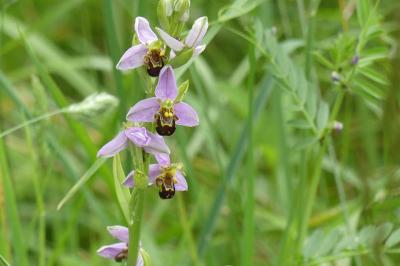 <i>Ophrys apifera</i>