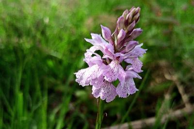 <i>Dactylorhiza maculata</i>