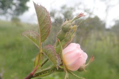 <i>Rosa micrantha</i>