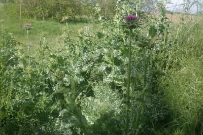 <i>Silybum marianum</i>