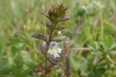<i>Euphrasia stricta</i>