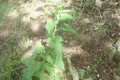 <i>Campanula trachelium</i>
