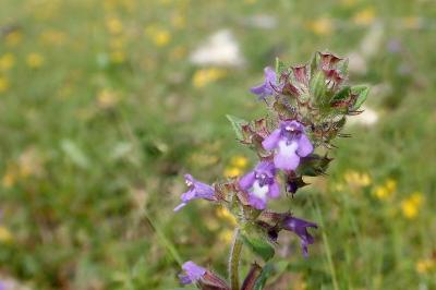 <i>Ziziphora acinos</i>