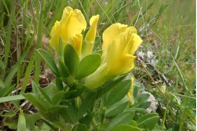 <i>Cytisus lotoides</i>