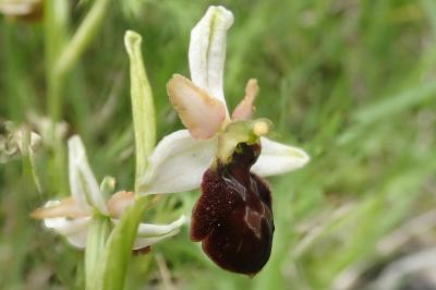 <i>Ophrys aranifera</i>