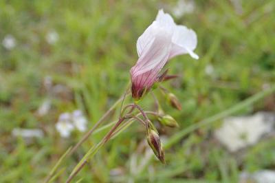 <i>Linum appressum</i>