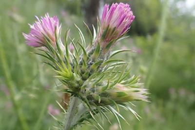 <i>Carduus tenuiflorus</i>