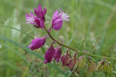 <i>Polygala vulgaris</i>