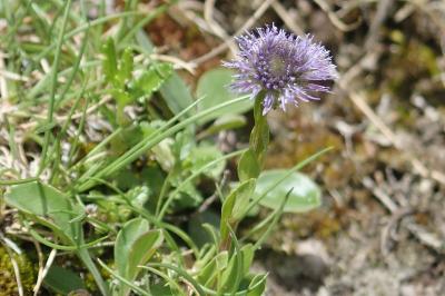 <i>Globularia bisnagarica</i>