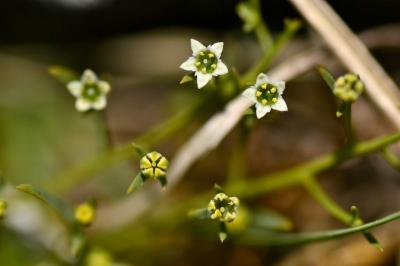 <i>Thesium humifusum</i>