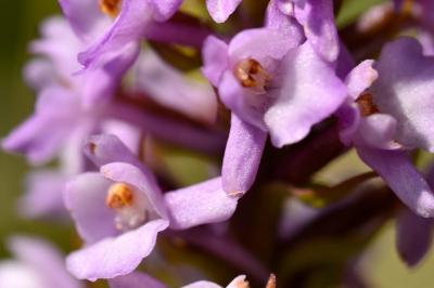 <i>Gymnadenia pyrenaica</i>