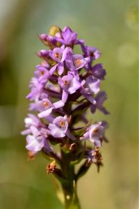 <i>Gymnadenia pyrenaica</i>