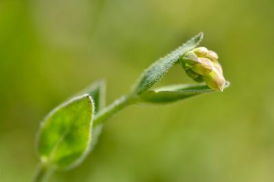 <i>Silene vulgaris</i>