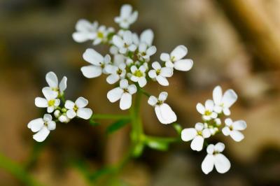 <i>Iberis amara</i>