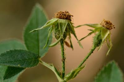 <i>Rosa tomentosa</i>