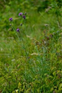 <i>Centaurea scabiosa</i>
