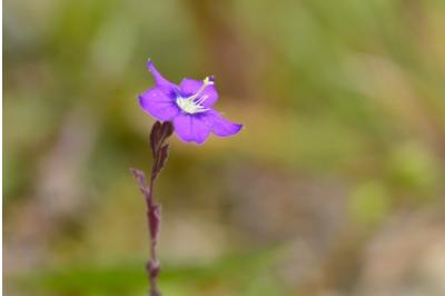 <i>Legousia speculum-veneris</i>