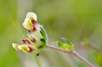 <i>Anthyllis vulneraria</i>