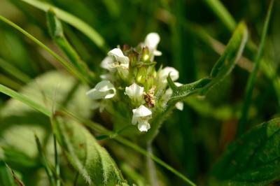 <i>Prunella laciniata</i>