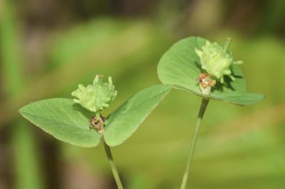 <i>Euphorbia dulcis</i>