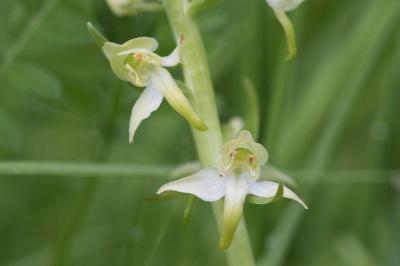<i>Platanthera chlorantha</i>