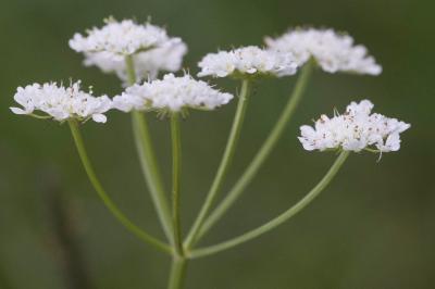 <i>Oenanthe silaifolia</i>