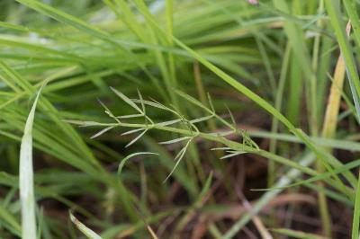 <i>Oenanthe silaifolia</i>