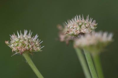 <i>Oenanthe silaifolia</i>