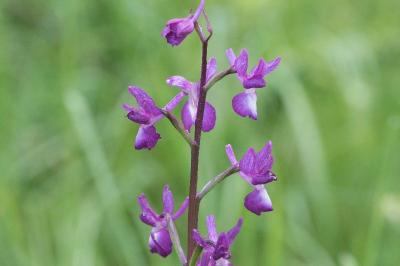 <i>Anacamptis laxiflora</i>