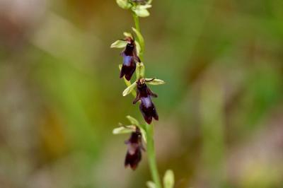 <i>Ophrys insectifera</i>