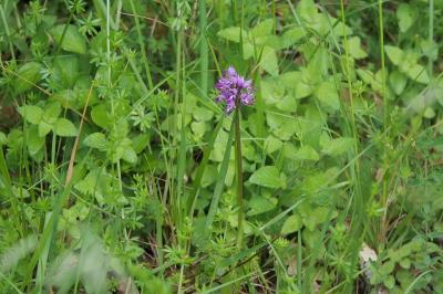 <i>Orchis simia</i>