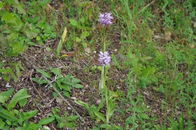 <i>Orchis simia</i>