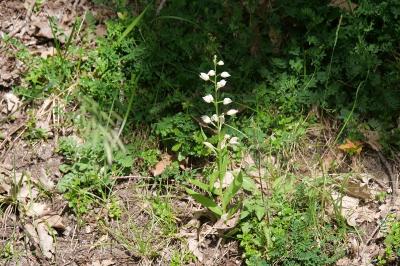 <i>Cephalanthera longifolia</i>