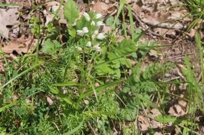 <i>Cephalanthera longifolia</i>