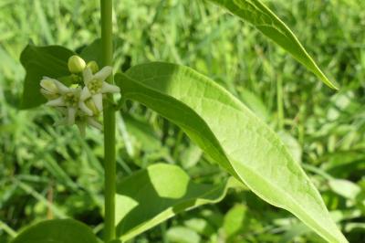 <i>Vincetoxicum hirundinaria</i>