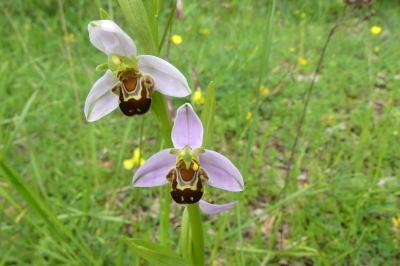 <i>Ophrys apifera</i>