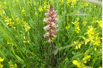 <i>Orobanche minor</i>