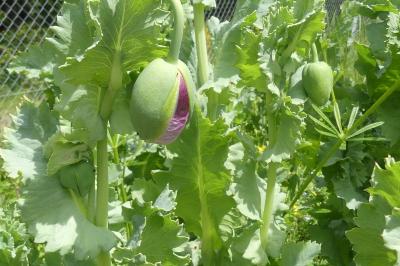 <i>Papaver somniferum</i>