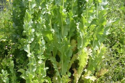 <i>Papaver somniferum</i>