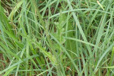 <i>Cirsium dissectum</i>