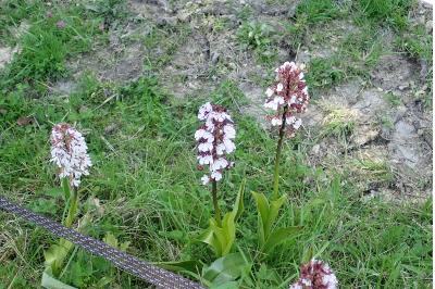 <i>Orchis purpurea</i>