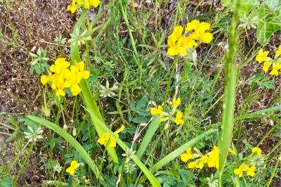 <i>Hippocrepis comosa</i>
