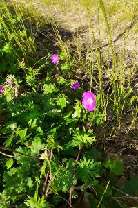 <i>Geranium sanguineum</i>