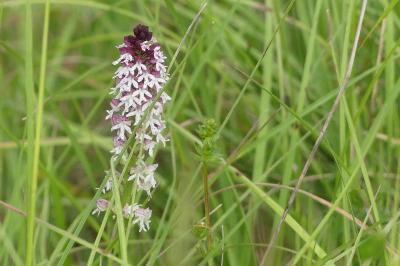 <i>Neotinea ustulata</i>
