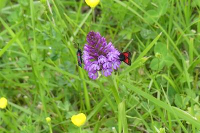 <i>Anacamptis pyramidalis</i>