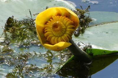 <i>Nuphar lutea</i>
